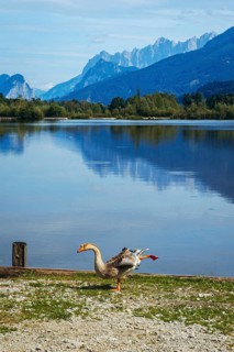 Mute goose (Anserinae) stretching on the shore of the Panorama Lake, Admont, Styria, Austria