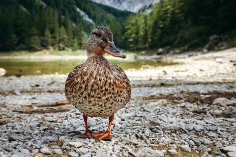 Close-up of a female mallard (Anas platyrhynchos) on the shore of the Grüner See, Tragöß, Styria,