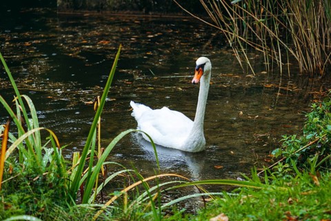 A swan (Cygnus) swimming on a pond in the rain, Admont, Styria, Austria