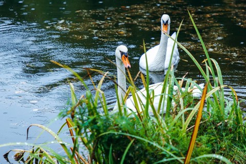 Two swans (Cygnus) swimming on a pond in the rain, Admont, Styria, Austria