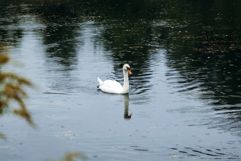 A swan (Cygnus) swimming on a pond in the rain, Admont, Styria, Austria