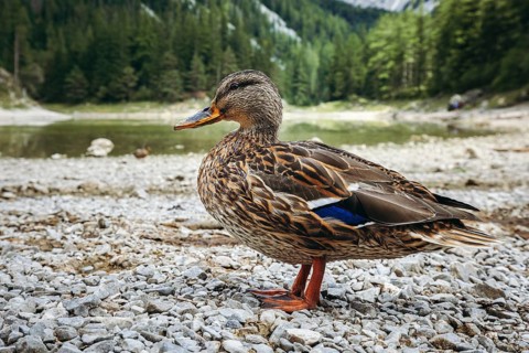 Close-up of a female mallard (Anas platyrhynchos) on the shore of the Grüner See, Tragöß, Styria,