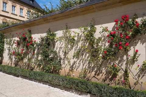 Climbing roses on a wall, Rose Garden, New Residence, UNESCO World Heritage Site, Bamberg, Upper