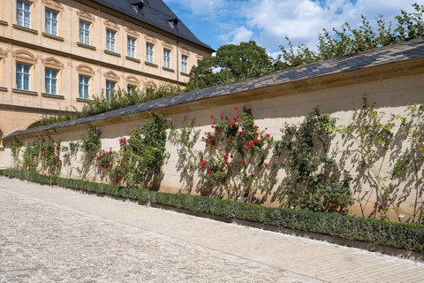 Climbing roses on a wall, Rose Garden, New Residence, UNESCO World Heritage Site, Bamberg, Upper