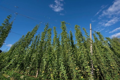 Hop plantation (Humulus) with ripe fruits on the tendrils, Franconia, Bavaria, Germany