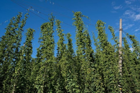 Hop plantation (Humulus) with ripe fruits on the tendrils, Franconia, Bavaria, Germany