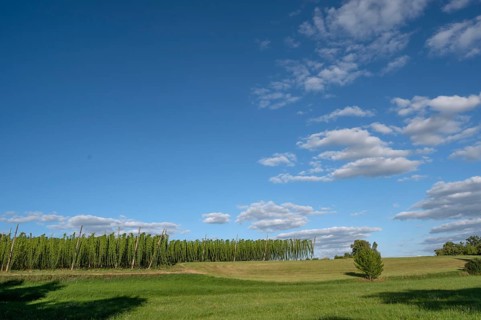 Hop growing in the Franconian countryside, Eckenhaid, Middle Franconia, Bavaria, Germany