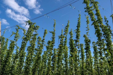 Ripe hop plants (Humulus) in the field, Eckental, Middle Franconia, Bavaria, Germany