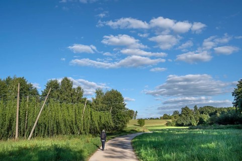 Hiker in a Franconian landscape with hop cultivation, Eckental, Middle Franconia, Bavaria, Germany