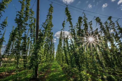 Hop field (Humulus) with sun star, Eckental, Middle Franconia, Bavaria, Germany