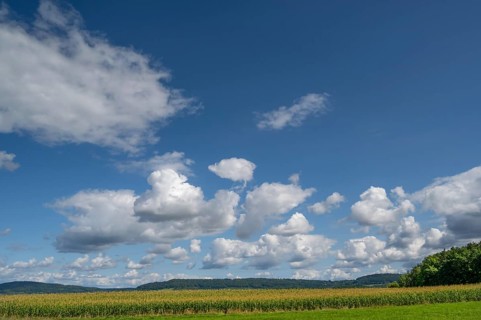 Corn field (Zea mays) with cloudy sky, Franconia, Bavaria, Germany