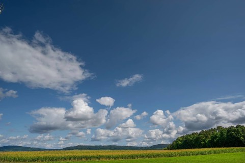 Corn field (Zea mays) with cloudy sky, Franconia, Bavaria, Germany