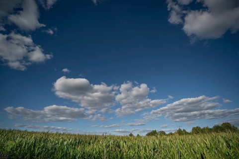 Corn field (Zea mays) with cloudy sky, Franconia, Bavaria, Germany