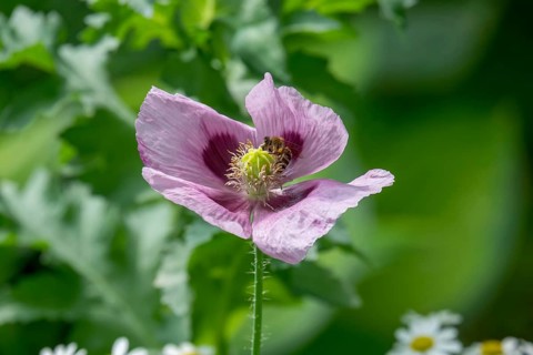 Poppy blossom with insect, Münsterland, North Rhine-Westphalia, Germany