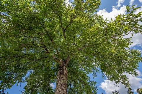 Old walnut tree (Juglans regia), Bavaria, Germany