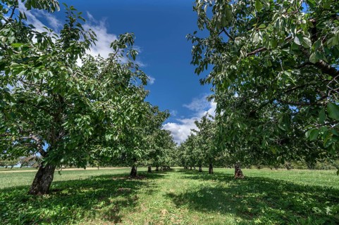 Old cherry tree plantation (Prunus avium) after harvesting, Karsberg, Upper Franconia, Bavaria,