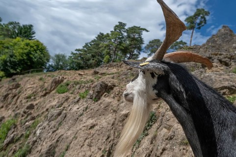 Portrait of a domestic goat (Capra aegagrus hircus) on a climbing rock, Obertrubach, Upper