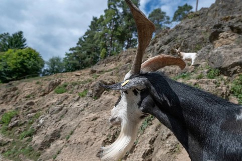 Portrait of a domestic goat (Capra aegagrus hircus) on a climbing rock, Obertrubach, Upper