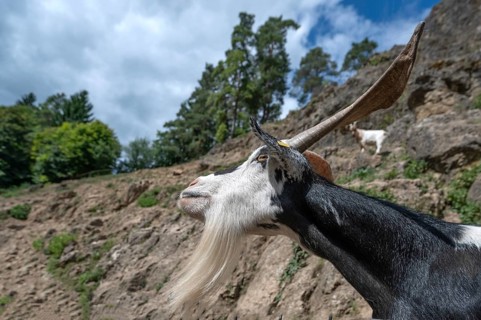 Portrait of a domestic goat (Capra aegagrus hircus) on a climbing rock, Obertrubach, Upper