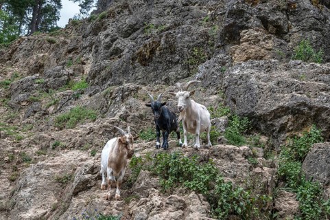 Domestic goats (Capra aegagrus hircus) on a climbing rock, Obertrubach, Upper Franconia, Bavaria,