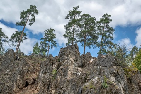 Domestic goats (Capra aegagrus hircus) on a climbing rock, Obertrubach, Upper Franconia, Bavaria,