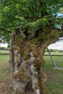 Trunk of the 600 to 1000 year old Karsberg lime tree (Tilia), Karsberg, Upper Franconia, Bavaria,