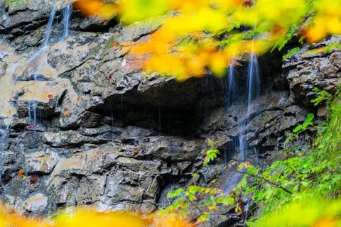 Small waterfall within the Breitachklamm gorge, beech (Fagus), beech family (Fagaceae),