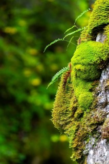 Common ribbed fern (Blechnum spicant) growing on tree, Leptosporangiate ferns (Polypodiopsida), on