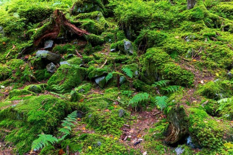 Boulders in the forest, Schrattenkalk, Gmeiner worm fern (Dryopteris filix-mas), Leptosporangiate