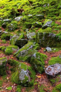 Boulders in the forest, Schrattenkalk, Breitachklamm, Oberstdorf, Allgäu Alps, Bavaria, Germany
