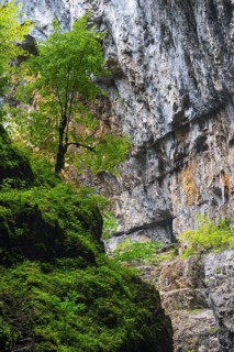 Beech (Fagus) standing on rock, Beech family (Fagaceae), Breitachklamm, Oberstdorf, Allgäu Alps,