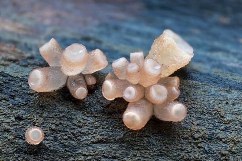 Beech jellydisc (Ombrophila pura), on beech trunk, dead wood, Breitachklamm, Oberstdorf, Allgäu