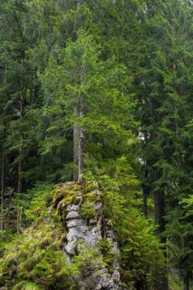 Spruce standing on rock, Spruce family (Pinaceae), Breitachklamm gorge, Oberstdorf, Allgäu Alps,
