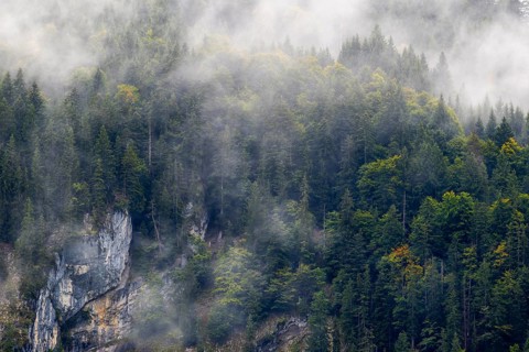 Mixed forest in fog, beech, beech, beech family (Fagaceae), spruce family (Pinaceae), rock from