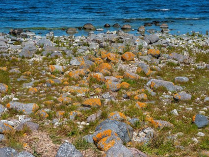 Stones covered in yellow lichen on the shore of the island of Stora grundet, Öland, Sweden, located