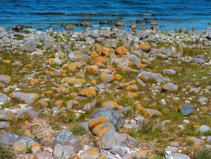 Stones covered in yellow lichen on the shore of the island of Stora grundet, Öland, Sweden, located