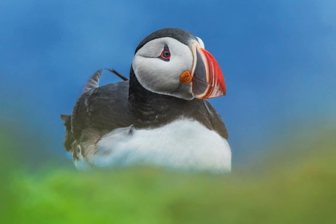 Puffin (Fratercula arctica) sitting behind blurred green foreground, Grimsey Island, Iceland
