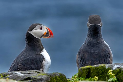 Puffin (Fratercula arctica) breeding pair sitting in side view and rear view, Grimsey Island,