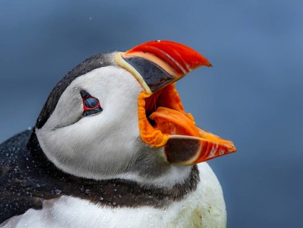 Puffin (Fratercula arctica) close-up of the head with open beak, Grimsey Island, Iceland
