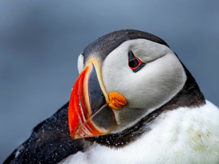 Puffin (Fratercula arctica) portrait of resting adult bird, Grimsey Island, Iceland