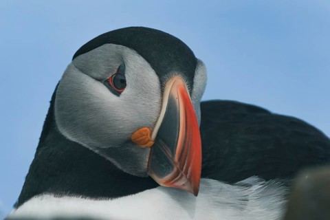 Puffin (Fratercula arctica) portrait photograph, Grimsey Island, Iceland
