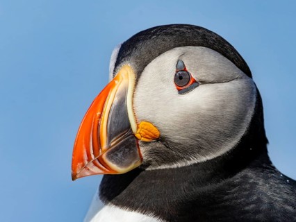Puffin (Fratercula arctica) portrait photograph side view of the head, Grimsey Island, Iceland