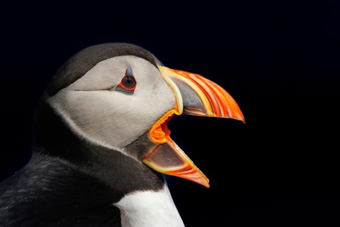 Puffin (Fratercula arctica) portrait in front of black background, Grimsey Island, Iceland