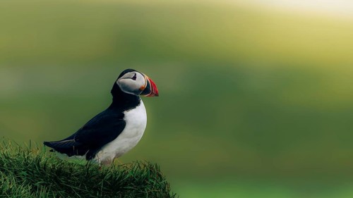 Puffin (Fratercula arctica) sitting on a green meadow, Grimsey Island, Iceland