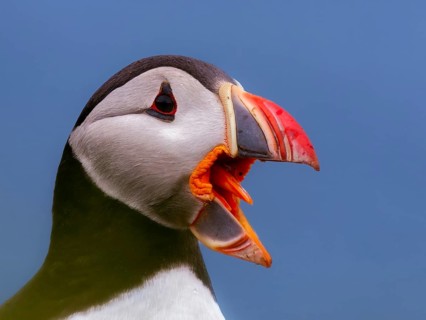 Puffin (Fratercula arctica) showing its orange-coloured tongue, Grimsey Island, Iceland