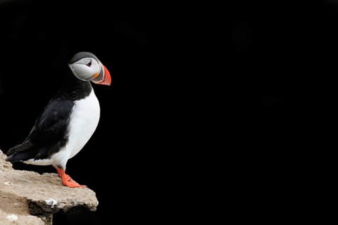 Puffin (Fratercula arctica) sitting on a cliff against a black background, Grimsey Island, Iceland