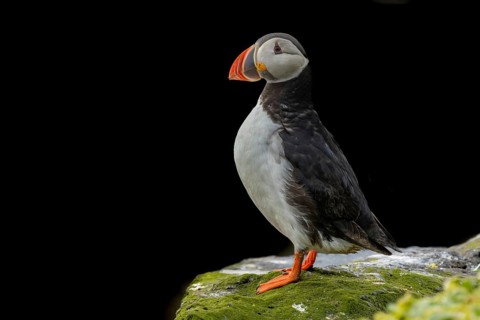 Puffin (Fratercula arctica) sitting on cliff in front of black background, Grimsey Island, Iceland