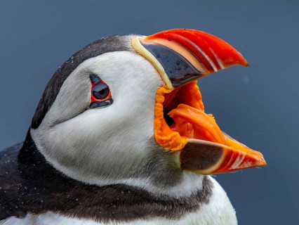 Puffin (Fratercula arctica) portrait shot with wide open beak clearly showing its orange-coloured
