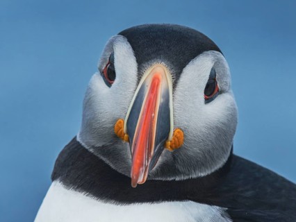 Puffin (Fratercula arctica) portrait frontal view of the head, Grimsey Island, Iceland