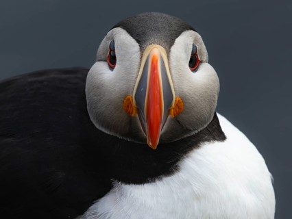 Puffin (Fratercula arctica) close-up frontal view, Grimsey Island, Iceland